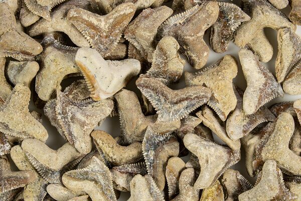 Fossil Tiger Shark (Galeocerdo) Teeth - Western Sahara, Morocco